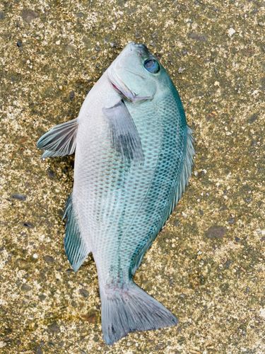 クチブトグレの釣果