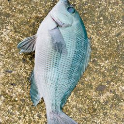 クチブトグレ
