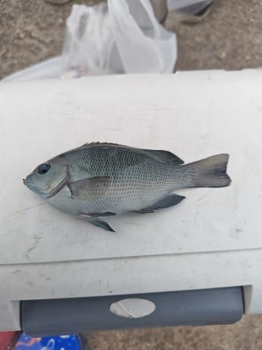 グレの釣果