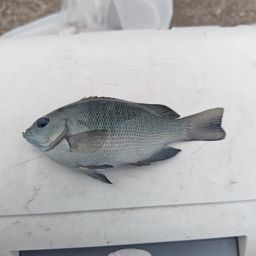 グレ