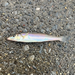 シロギスの釣果