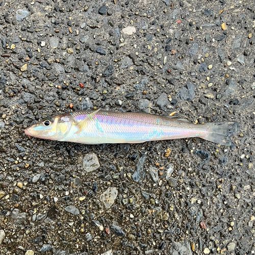 シロギスの釣果