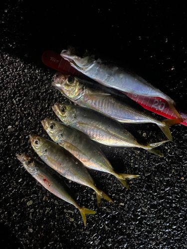 アジの釣果