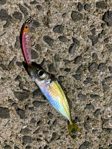 マアジの釣果
