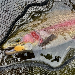 ニジマスの釣果