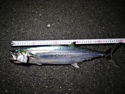 サゴシの釣果