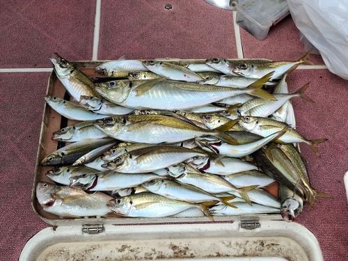 釣果