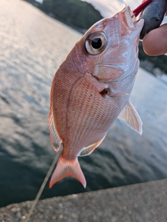 チャリコの釣果
