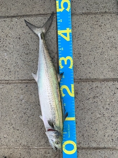 サゴシの釣果