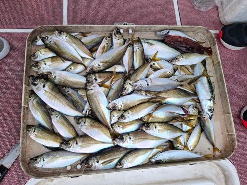 釣果