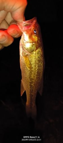 ブラックバスの釣果