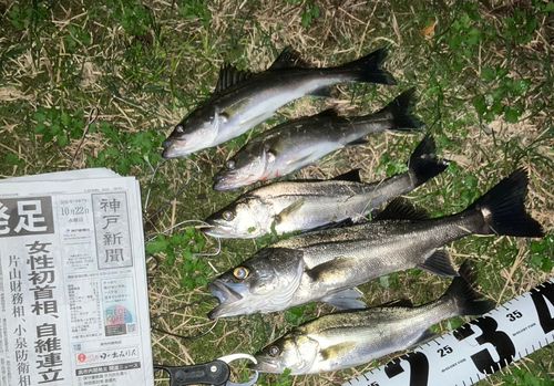 セイゴ（マルスズキ）の釣果