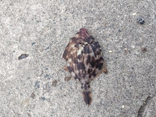カワハギの釣果
