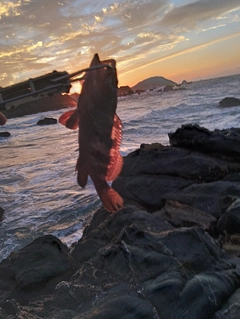 キジハタの釣果