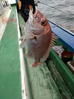 マダイの釣果