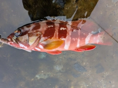 アカハタの釣果
