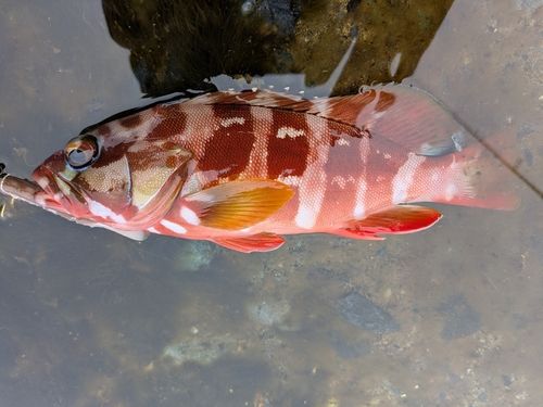 アカハタの釣果