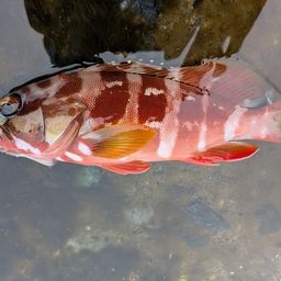 アカハタ