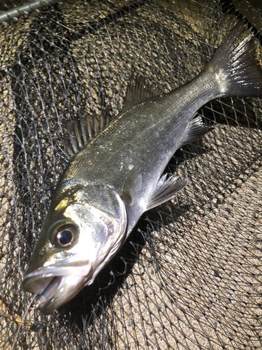 セイゴ（ヒラスズキ）の釣果