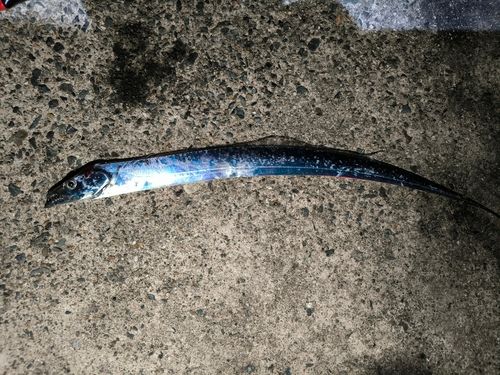タチウオの釣果