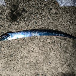 タチウオ