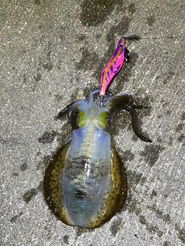 アオリイカの釣果