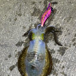 アオリイカ