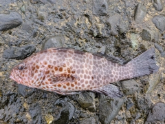 オオモンハタの釣果