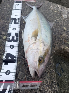 ショゴの釣果