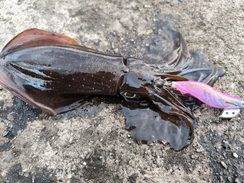 若狭湾