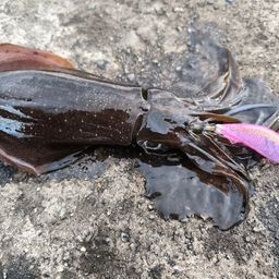 アオリイカ