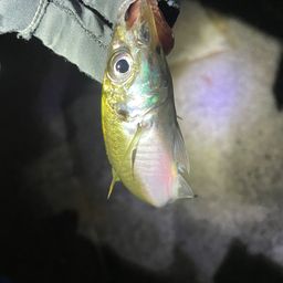 アジ