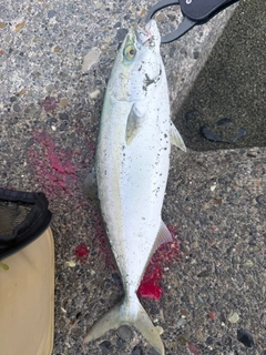 イナダの釣果