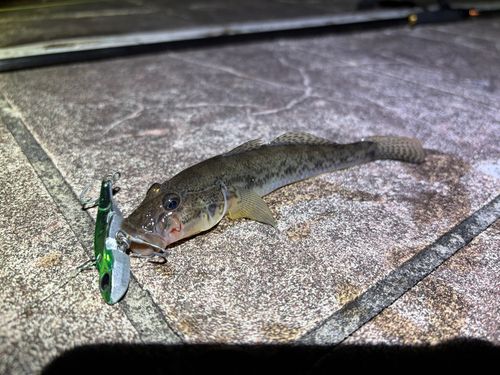 ハゼの釣果