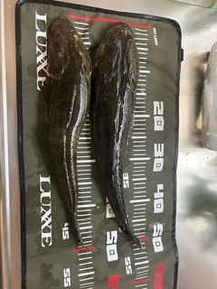 マゴチの釣果