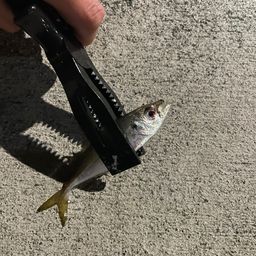 アジ