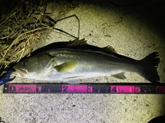 シーバスの釣果