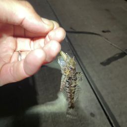 アナハゼ