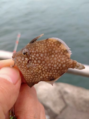 アミメハギの釣果
