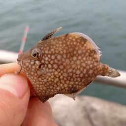 アミメハギ