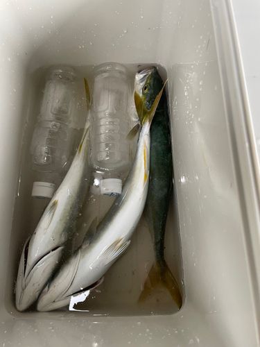 ワカシの釣果