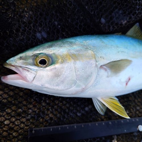 ツバイソの釣果
