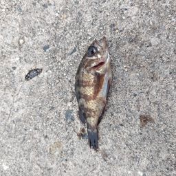 メバル