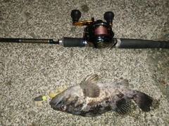 クロソイの釣果