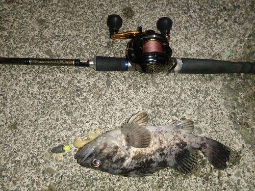 クロソイの釣果