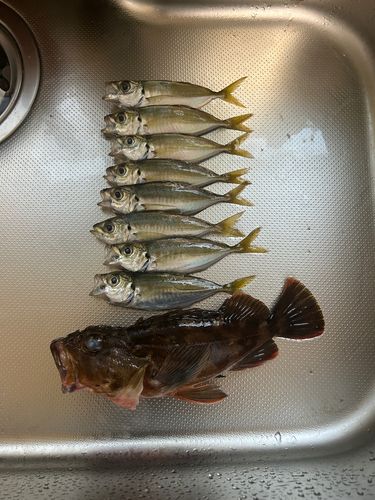 アジの釣果