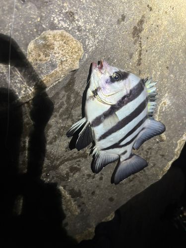 サンバソウの釣果