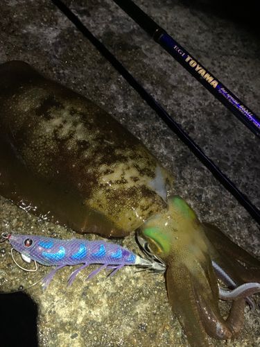 アオリイカの釣果