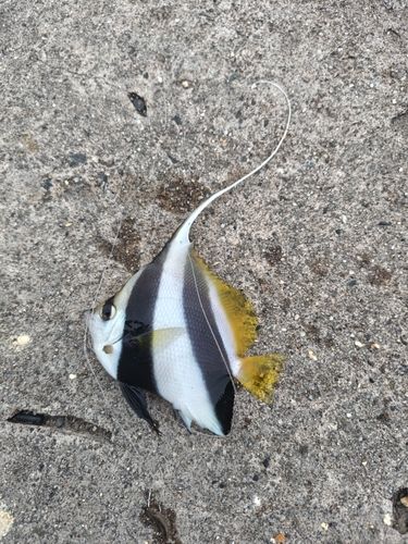オニハタタテダイの釣果
