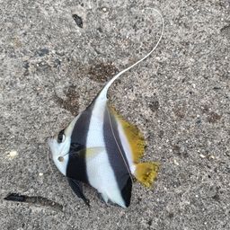 オニハタタテダイ